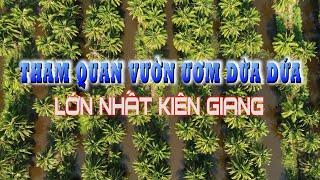 Tham quan vườn ươm dừa dứa lớn nhất Kiên Giang I THKG