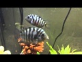 Sexing fish #1 convict cichlids