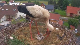 Čápi Mladé Buky | Líhnutí čtvrtého čápátka | Hatching of the fourth storklet