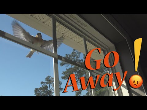 How do you prevent birds from pecking at your window?