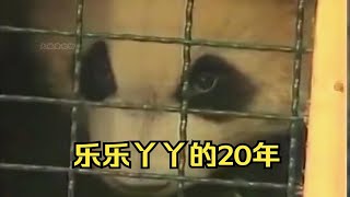 旅美大熊猫乐乐丫丫的20年，你们终于回家了。看到最后一幕真的没忍住，还是泪崩了！