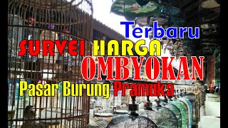 SURVEI HARGA BURUNG OMBYOKAN DI PASAR BURUNG PRAMUKA TERBARU TERUPDATE By HoBi ID