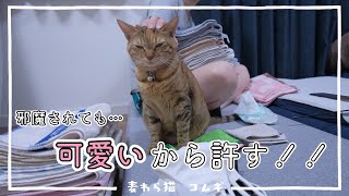 うちの猫が洗濯物を畳むのを邪魔するちょっと怖い理由