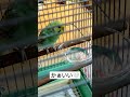 【お迎えして10日目】やっと水を飲んでくれたセキセイインコ🐥 shorts セキセイインコ可愛い kawaii インコのいる暮らし セキセイインコ インコ インコの日常 ペット動画 2