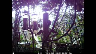 Goldfinches on a tiny  six-floored balcony garden of Soho Westminster Central London (3 of 5)