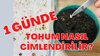 1 GÜNDE TOHUM ÇİMLENDİRME NASIL YAPILIR - domates biber patlıcan