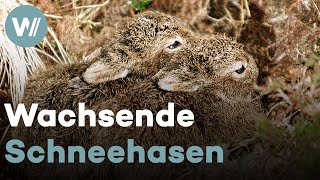 Niedliche Schneehasenbabys und ihr unglaublicher Kampf ums Überleben in den schottischen Highlands