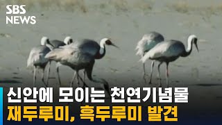 신안에 모여드는 천연기념물…재두루미, 흑두루미 발견 / SBS