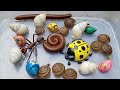 hunt and find flat snails, albino snails, millipedes, hermit crabs, beetles, ants