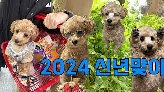 VLOG┃토이푸들 마루의 2024 신년맞이┃설 특선┃아기강아지 2024 VLOG┃Puppy's 2024 New Year’s greeting