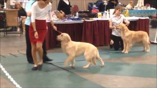 UKC Dog Show 2015