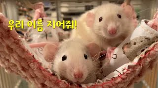 (Eng Sub) 미국 브리더한테 래트 입양받았는데, 이름이 지어주실분???/ I adopted 2 baby rats!