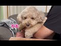 怒ってるアピールをする大きいトイプードル【デカプー】【トイプードルのロアくん】【toy poodle】