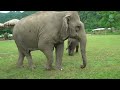 Top Ten Baby Elephants At Play - Elephantnews