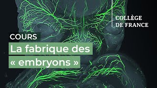 La fabrique des « embryons » (1) - Denis Duboule (2023-2024)