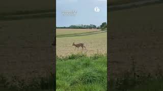 Police Share Footage of 'Drunk' Deer While Warning Rural Drivers
