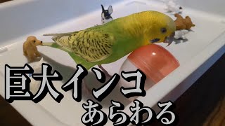 巨大インコ現る　発情抑制セキセイインコのフォージング【インコの飼い方】〈♯315〉