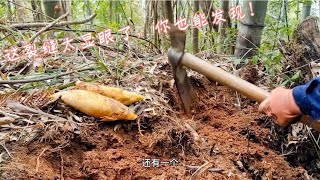 现在这时候的笋好挖吗，阿华扛着锄头来收获它，上货啰【山野阿华】