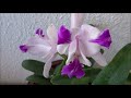 王者之香 卡德利亚兰 beautiful orchids 15