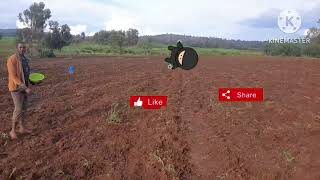 የጤፍ አዘራር  tef seed plantation