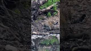 Thirsty Leopard #Wildlife | #ShortsAfrica