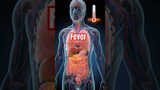 👉What REALLY Happens Inside Your Body During a Fever? | Stunning 3D Medical Animation