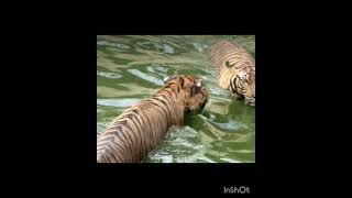 Tiger Sundarban River #tiger #sunderban #sunderbans #bengaltiger #animalworld