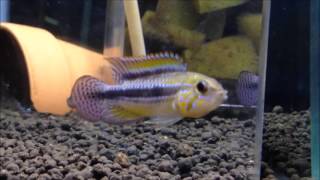 Apistogramma sp Chingarno apチンガルノマニコレ