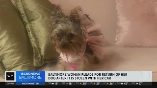 Baltimore woman pleads for return of dog after stolen with car