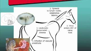 Equine Herpesvirus-1 (EHV-1) Free Webinar (Excerpt)