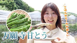 JA京都にのくに「万願寺甘とう」菜っちゃんファーム (綾部市)｜KBS京都テレビ「あぐり京都」 2024年8月放送