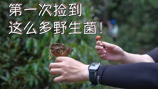 在云南捡菌子，居然这么容易！阿纳果徒步第1天｜烛逢