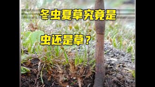 冬虫夏草究竟是虫还是草？