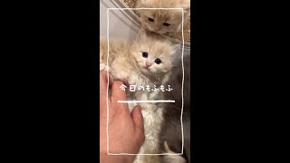 【今日もふ】キンカロー子猫♡DAY28【2022年12月5日】2