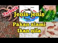 jenis-jenis pakan alami ikan nila