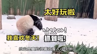 治愈！没有熊猫宝宝拒绝得了雪，爱宝像个孩子，福宝像个战士，乐宝嘤嘤怪。