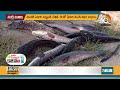 కొరమేను చేపల పెంపకం koramenu fish farming in telugu 10tv news