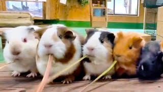 なが〜～いモノを上手に食べるモルモットが愛おしいw Guinea pigs eating weeds