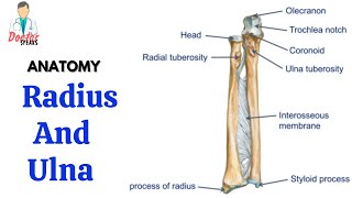 Radius and Ulna | Bones of Forearm | Osteology of Upper Limb | Anatomy | Doctor Speaks