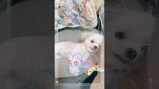 【キュンです】ゴロン→ちょーだい→見つめないで❣️チワマルアッシュ！#shorts #dog #犬 #癒し