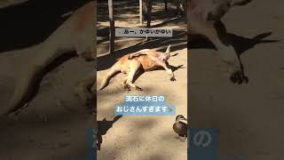 【観察動画】休日のおじさんが憑依したカンガルー