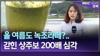 R2]올 여름도 녹조라떼?..갇힌 상주보 200배 심각 / 안동MBC