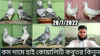 কম দামে হাই কোয়ালিটি কবুতর কিনুন আফসান গ্রিজেল সাদা বিউটি