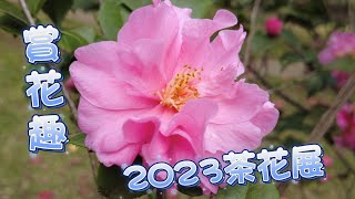 2023台北茶花展//花卉試驗中心/北台灣茶花引種與種植的起源//茶花隧道