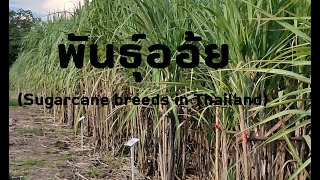 พันธุ์อ้อย แปลงสาธิตของโรงงานน้ำตาลมิตรผลภูเขียว จ.ชัยภูมิ Sugarcane breeds in Thailand