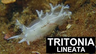 TRITONIA LINEATA (Alder \u0026 Hancock, 1848) / Nudibranch Sea Slugs