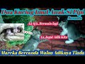 KENANGAN DUA ANAK KUCING SIPIPI BERCANDA @Popy Borneo Channel#berbagi