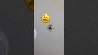 How to deal with a MEGA SPIDER...humanely! 蜘蛛はちょっと…  😆  #shorts #japan #spider #自然