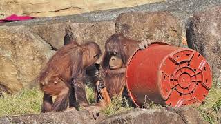 アピちゃんは3歳6ヶ月・オランウータン