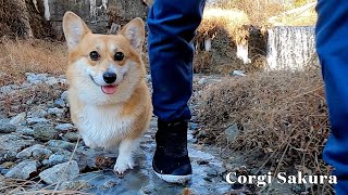 12月の晴れた日に川で遊んだコーギー / Corgi playing in the river on a sunny day in December